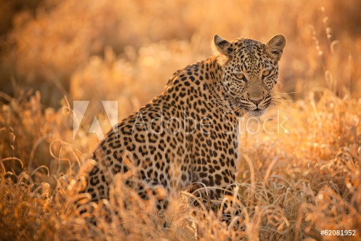 Picture of Leopard at Sunset